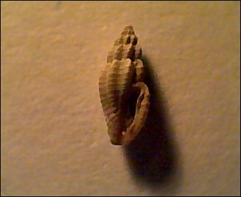 Mangelia stossiciana?